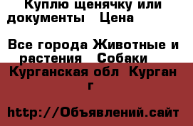 Куплю щенячку или документы › Цена ­ 3 000 - Все города Животные и растения » Собаки   . Курганская обл.,Курган г.